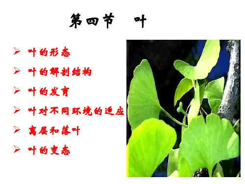 植物叶的形态、解剖结构、发生及变态-高中生物奥赛辅导