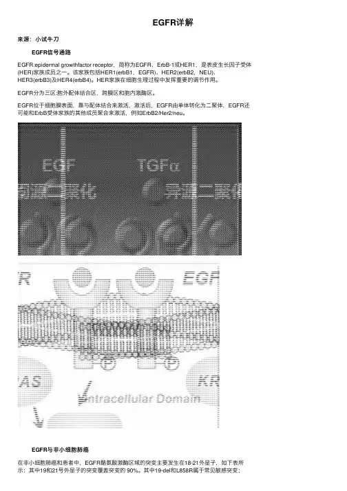 EGFR详解