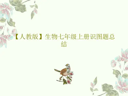 【人教版】生物七年级上册识图题总结PPT22页