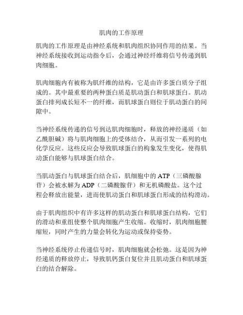 肌肉的工作原理