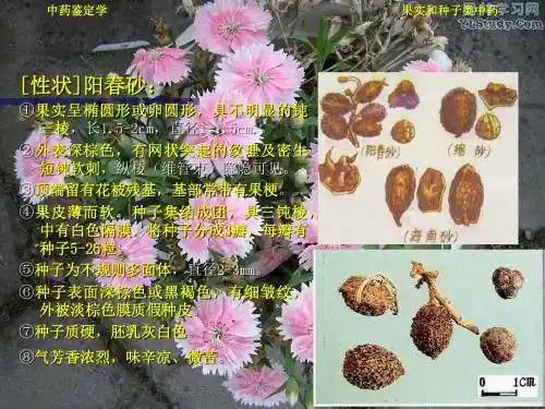 74 果实种子类