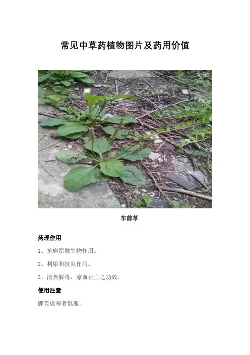 常见中草药植物图片及药用价值