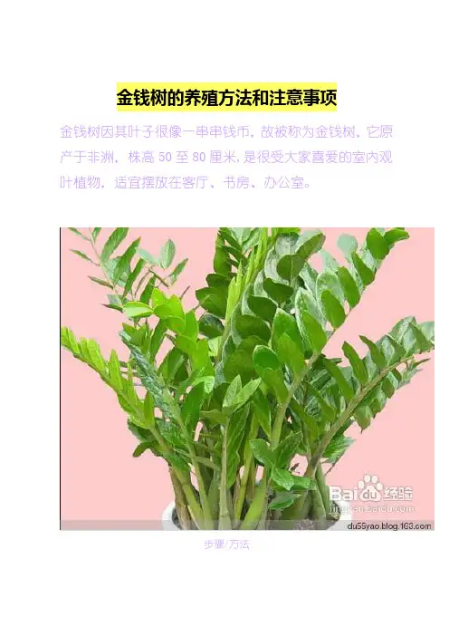 金钱树的养殖方法和注意事项