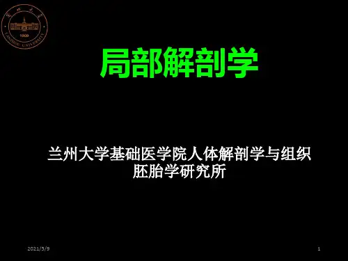 《下肢解剖》ppt课件