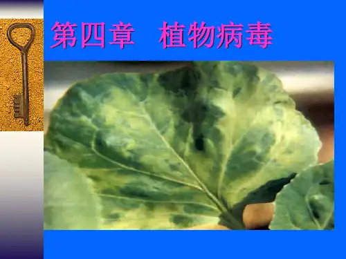植物病毒.ppt1