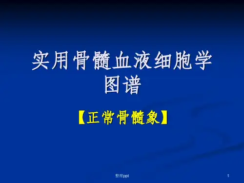(医学)骨髓血液细胞诊断图谱正常骨髓象