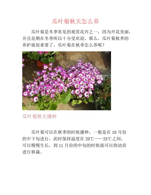 瓜叶菊秋天怎么养-养花技巧