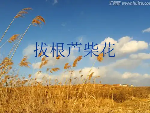 拔根芦柴花