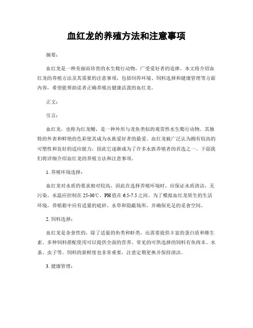 血红龙的养殖方法和注意事项