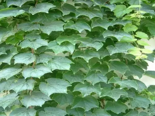 那片绿绿的爬山虎
