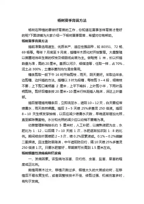 杨树夏季育苗方法