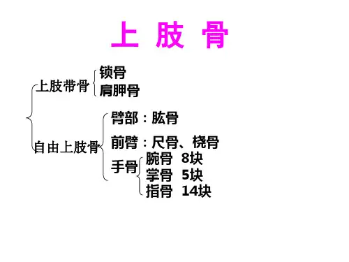 系统解剖学---四肢骨ppt