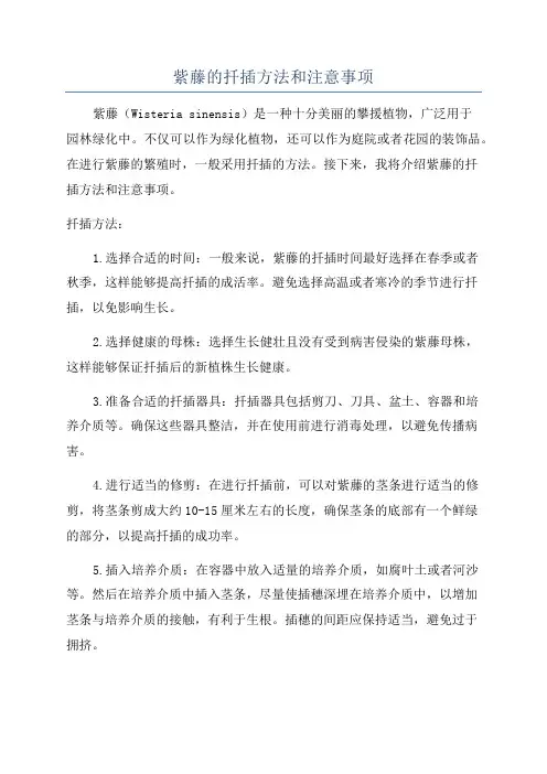 紫藤的扦插方法和注意事项