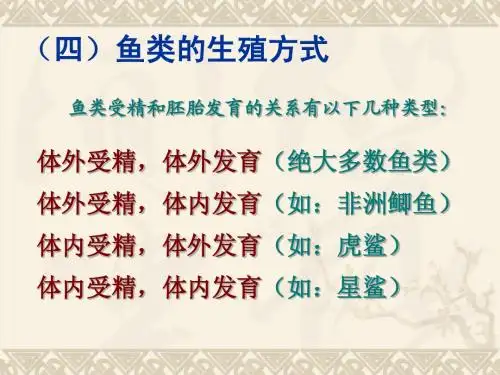 鱼纲2
