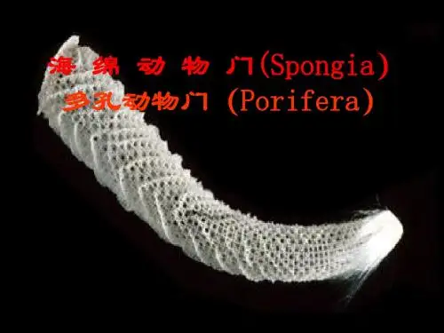 第四章多孔动物门