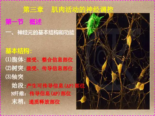 运动生理学3-肌肉活动的神经控制