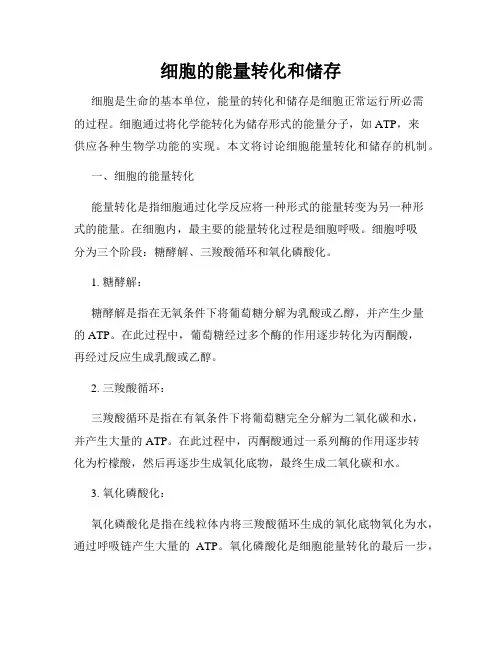 细胞的能量转化和储存