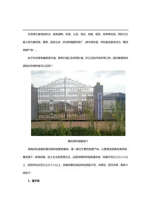 湖南忘忧草种苗批发