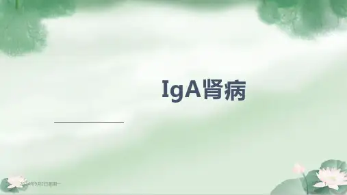IgA肾病科室业务学习【72页】