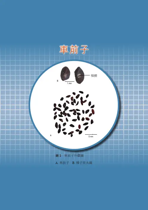 车前子