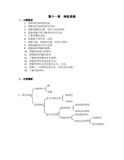 解剖学-第十一章神经系统