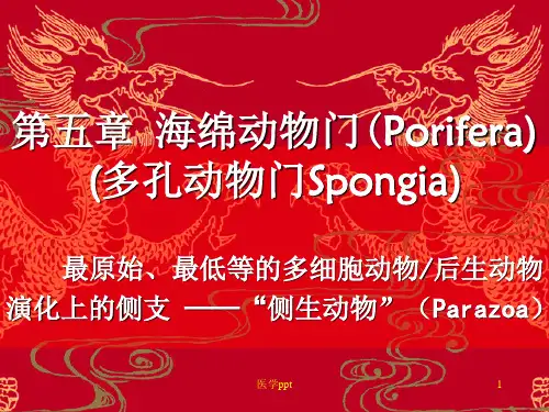 无脊椎动物学4海绵动物门