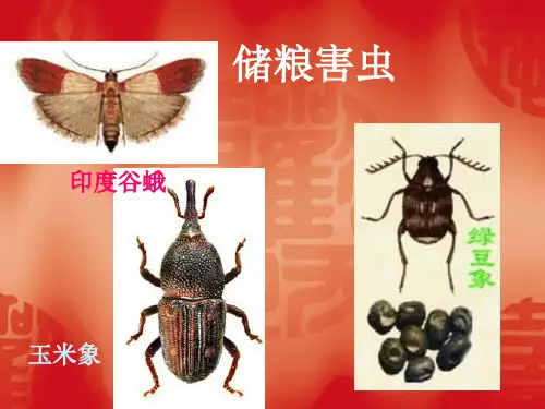 储粮昆虫知识