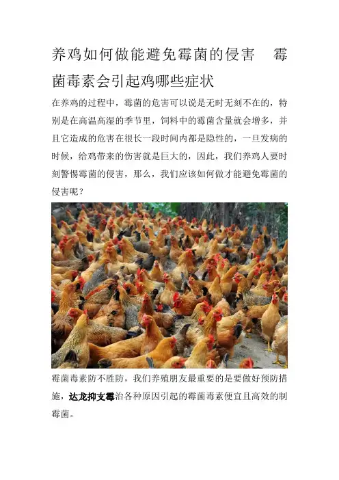养鸡如何做能避免霉菌的侵害霉菌毒素会引起鸡哪些症状