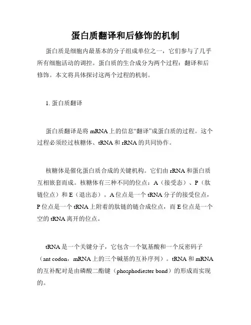 蛋白质翻译和后修饰的机制