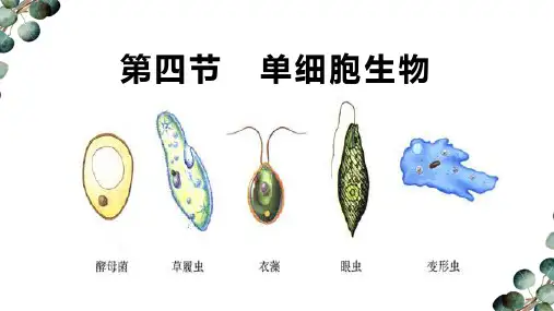第四节单细胞生物 课件 人教版生物七年级上册