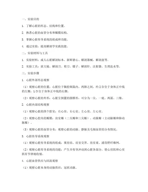 心脏系统解剖实验报告