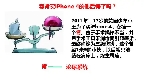 第二节尿的形成与排出1课件北师大版生物七年级下册