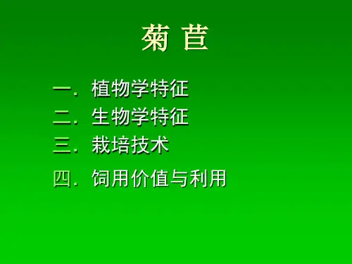 菊苣