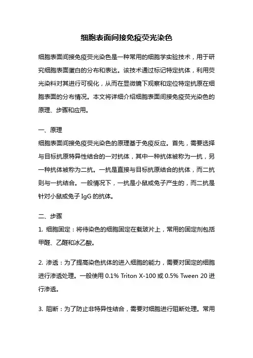 细胞表面间接免疫荧光染色