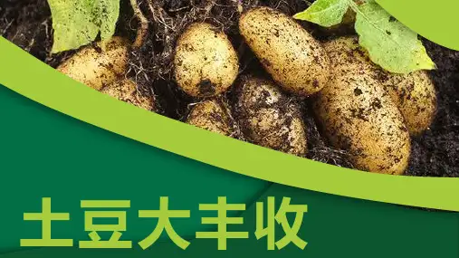 6-8岁 意画《土豆大丰收》—美术课件
