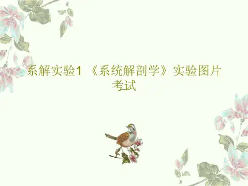 系解实验1 《系统解剖学》实验图片考试PPT文档共43页