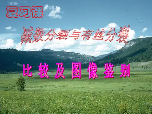 有丝分裂、减数分裂图解