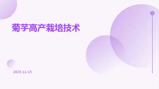 菊芋高产栽培技术