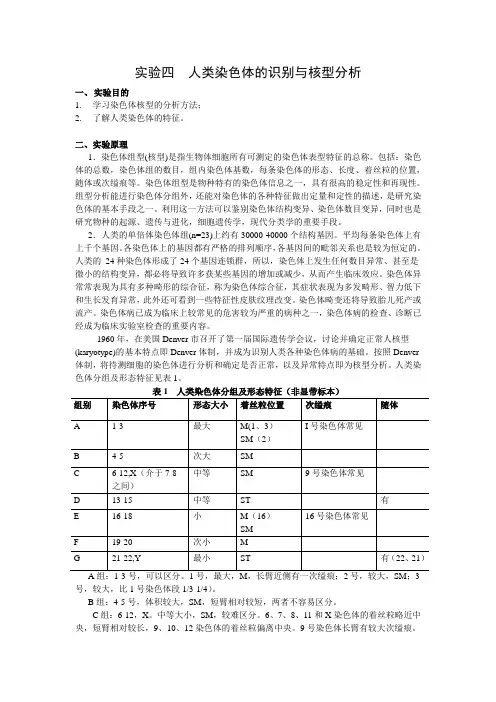 实验四__人类染色体的识别与核型分析