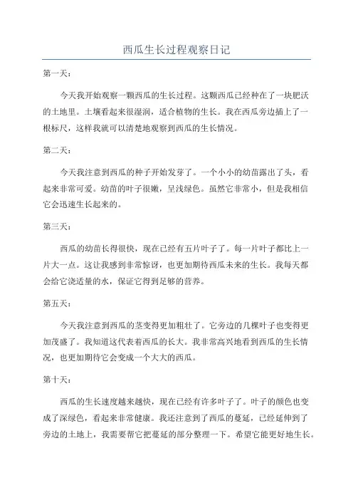 西瓜生长过程观察日记