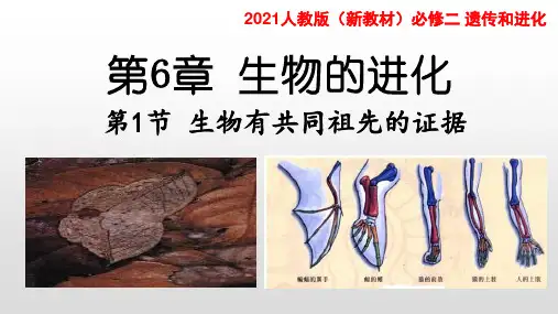 6.1生物有共同祖先的证据 课件【新教材】人教版(2019)高中生物必修二