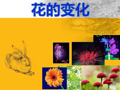 苏少版七年级上册美术：第6课 花的变化