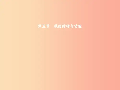 八年级生物上册 第四单元 第一章 第五节 根的结构与功能(第1课时 根的生长)课件 (新版)济南版