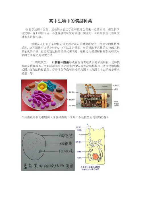 高中生物中的模型种类
