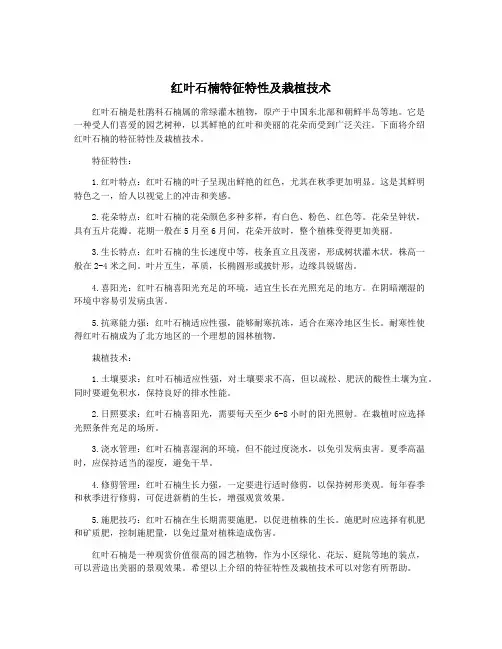 红叶石楠特征特性及栽植技术