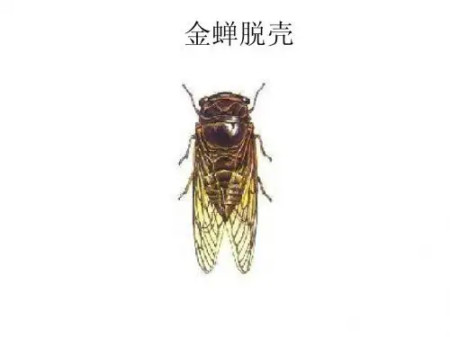 《金蝉脱壳》课件(长安小学课件)
