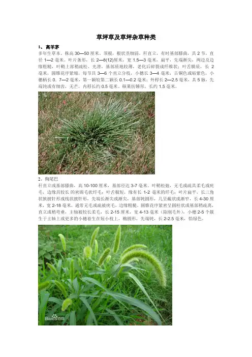 草坪草及草坪杂草种类