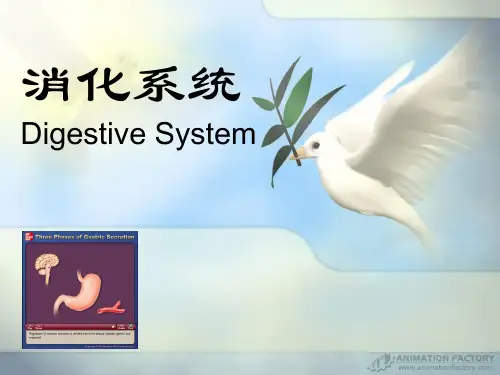 消化系统生理PPT课件