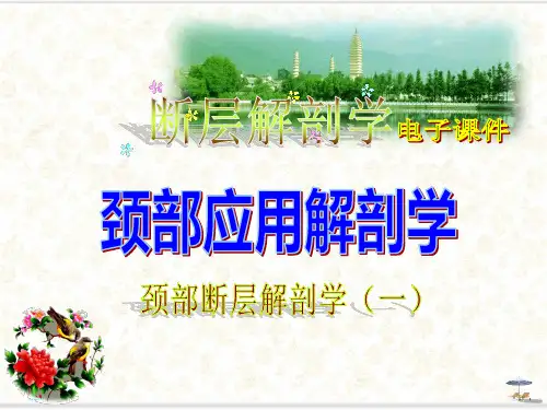颈部颈部结构应用解剖断层课件