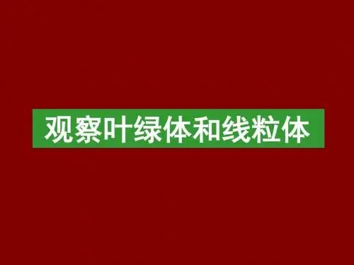 (讲课)高倍镜观察叶绿体和线粒体课件(27)